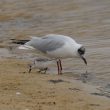 Mouette rieuse et Bécasseau sanderling